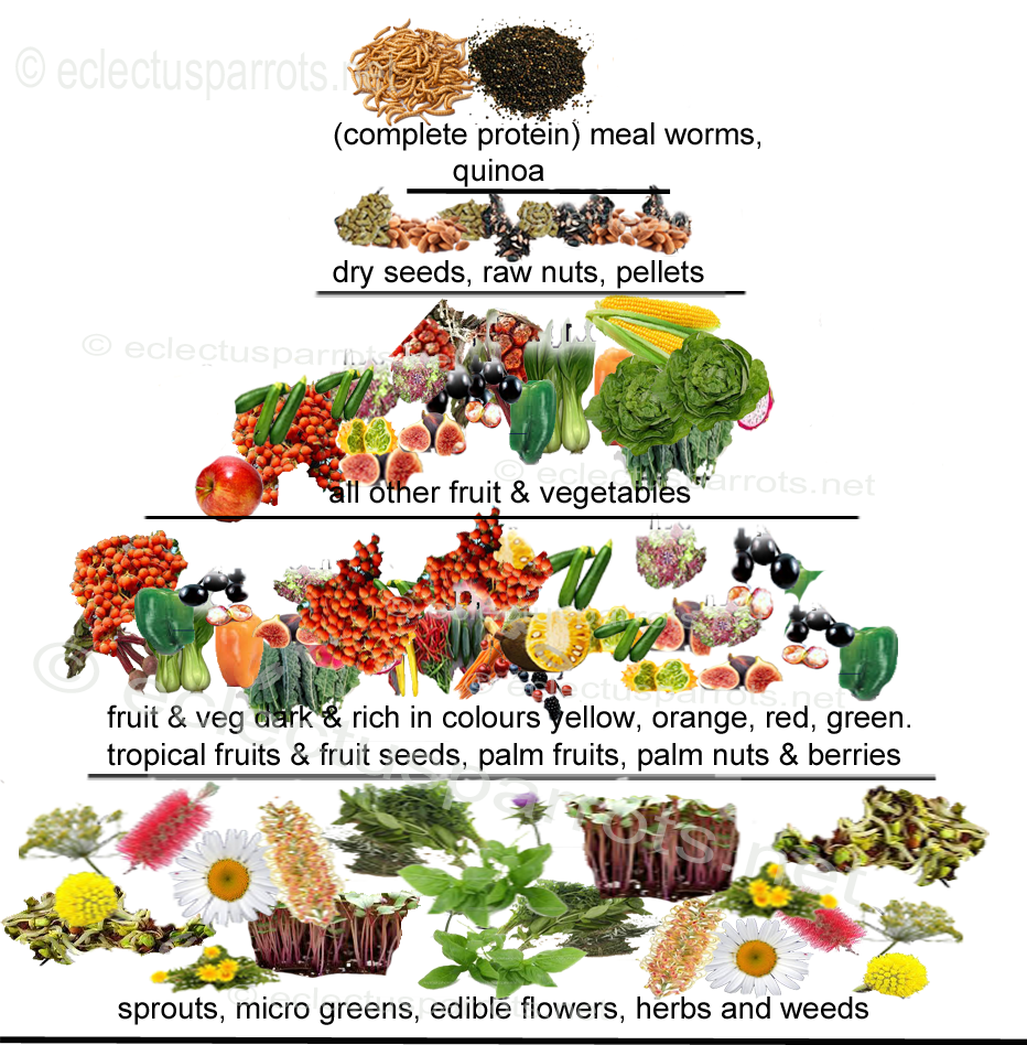 nature's diet simply raw