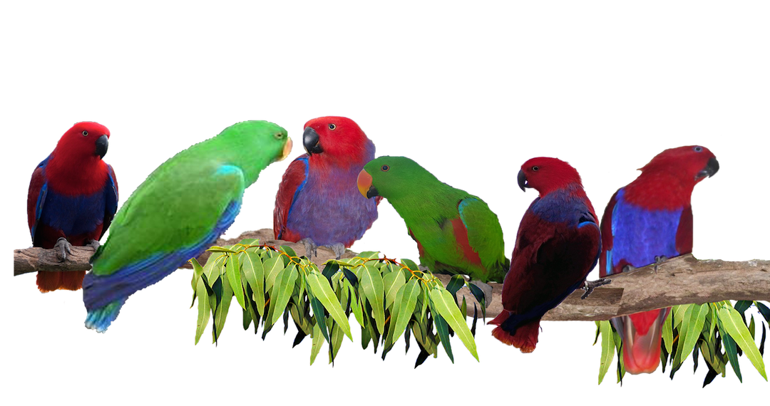 Eclectus Parrot Diet Fruits Plan